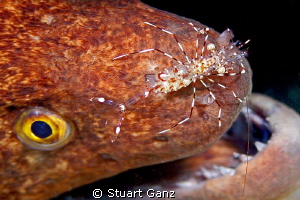 Moray W/cleaner Shrimp. by Stuart Ganz 